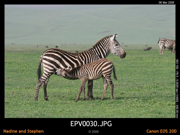 click to see the next image or wait 5 seconds for the next image to show up...