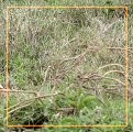600x215 (57.8 KB)